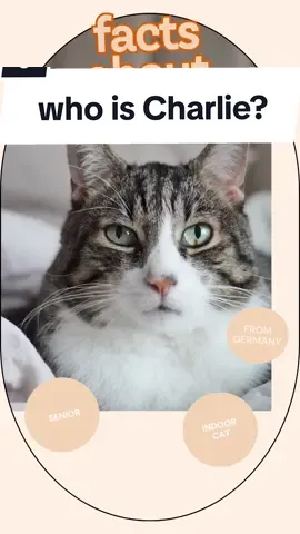 thank you for more than 500 follower! I'm so happy, let's get the 1k 😻. Here are some facts about me, so you get to know me better 😻 #cats #charliethecat #catlife #katzenvideos #catstok #cattok #catsoftiktok #catvideos 