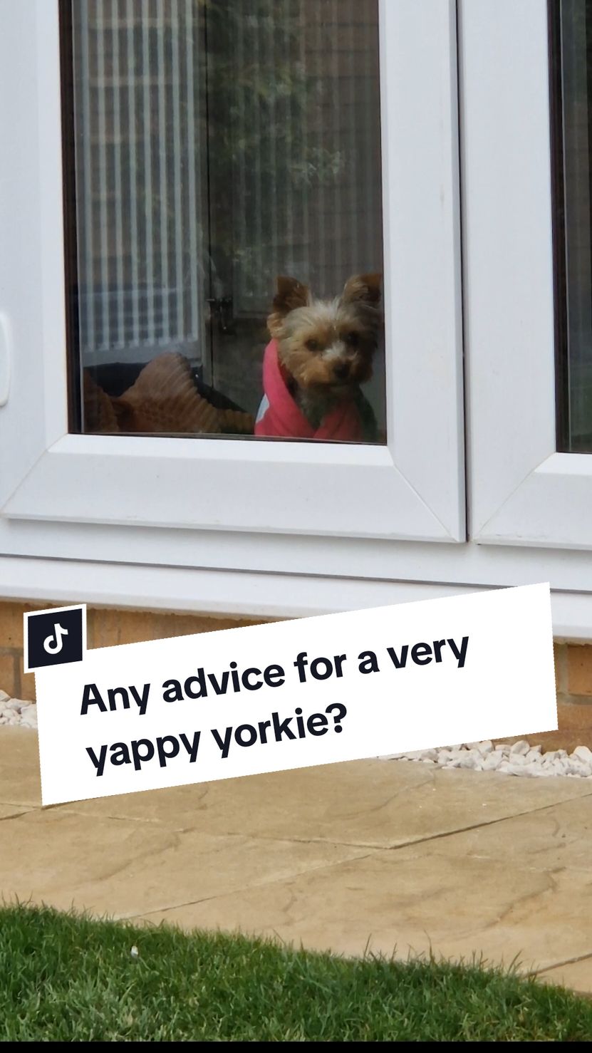 Does anyone have any advice? #yorkieterriermom #yorkiesoftiktok #yorkshire_terrier #yorkiesofficial #yorkshireterriers #yorkiemommy #yorkiemummy #yorkiemom #yorkielover #yorkieterriersdaily 