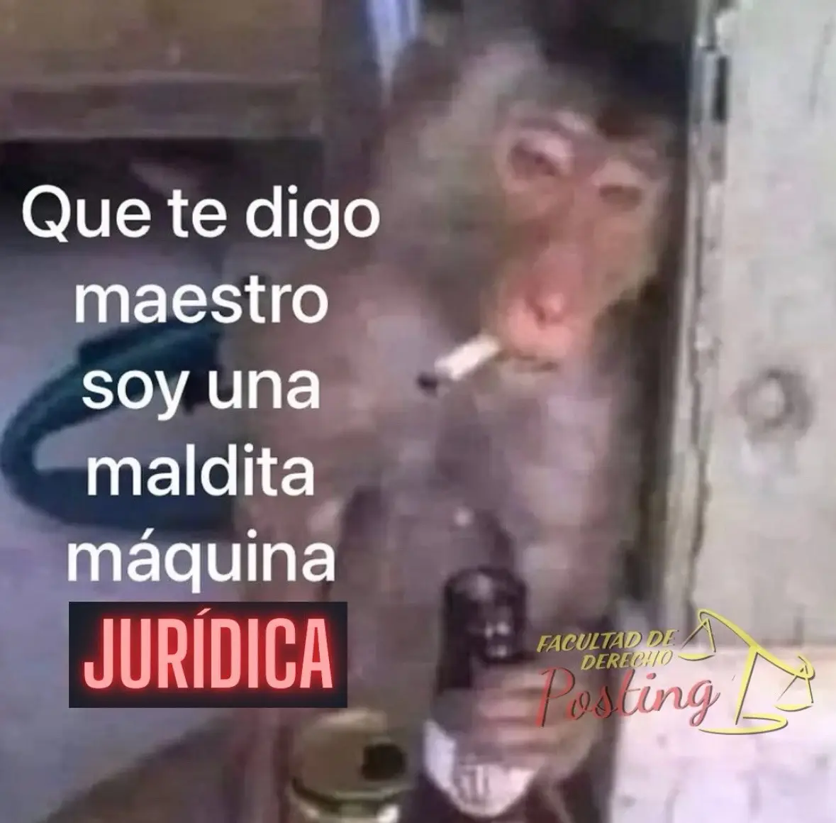 Memes para estudiantes de derecho con monkeys #derecho #estudiantesdederecho 