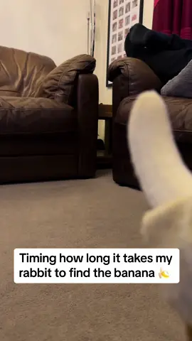 #bunny #foryoupage #bunniesoftiktok #minilop #bunnies #rabbit #fyp #rabbitsoftiktok #bunnytiktok #minilopsoftiktok #cutebunny #bunnies🐰 