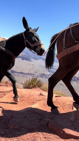 Ran into these guys while hiking at Grand Canyon 🐴 #travel #donkeysoftiktok #fyp #grandcanyon #Hiking 
