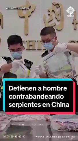 La aduana de China detuvo a un hombre que intentaba contrabandear a 104 serpientes escondiéndolas en sus pantalones #china #serpientes #aduana #aeropuerto 