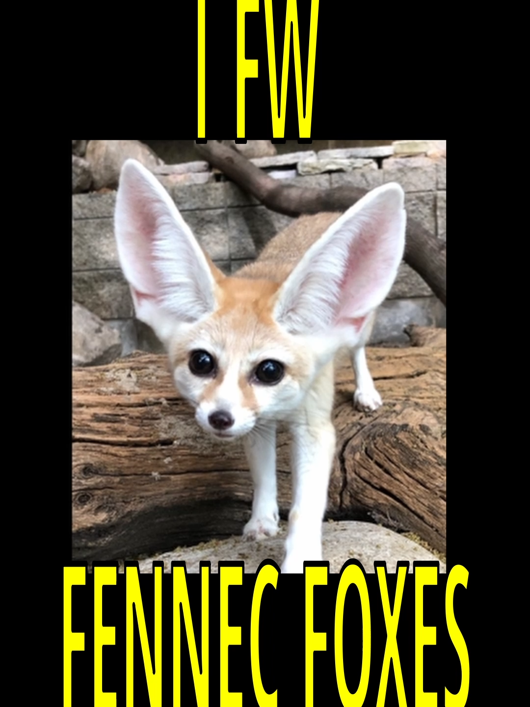 i appreciate fennec foxes. #nartballs