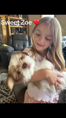 Zoe had a fun filled day! #shihtzusoftiktok #shihtzu #puppylove #bbf #family #zoe 