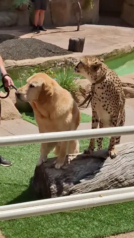 Wildlife Wonders, FREE 2pm show at the San Diego Zoo!! It is a different show every single day!! #sandiegozoo #SanDiego #zoo #sunnyday #funday #ryanslasher #awesome #FYI #dog #cheetah 