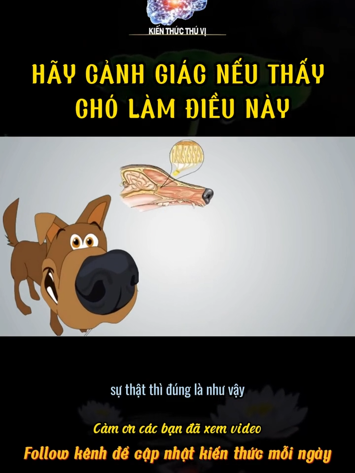 HÃY CẢNH GIÁC NẾU THẤY CHÓ LÀM ĐIỀU NÀY #kienthucthuvi #giacquanthu6 #chó #kienthuc