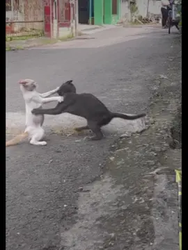 MEONG VS MEAWW..!!  #catfight  #cat #videokucing#lucu  #videoviral  #video#fyp 