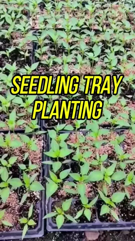 Advantage of seedling tray. #seadlingtray #farmerlife #seedlingtray #seedlingtrays #seedlings #fyp #foryou