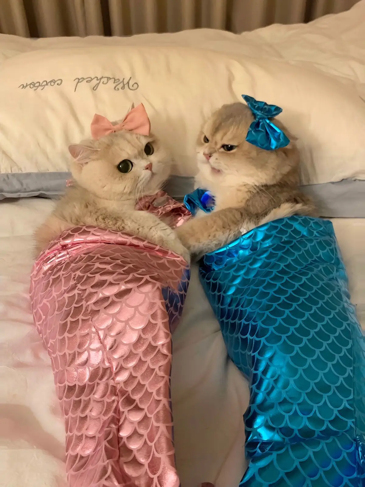 Hello, we are Pisces #cat #fyp #cute #funnyvideos #funny #catsoftiktok 