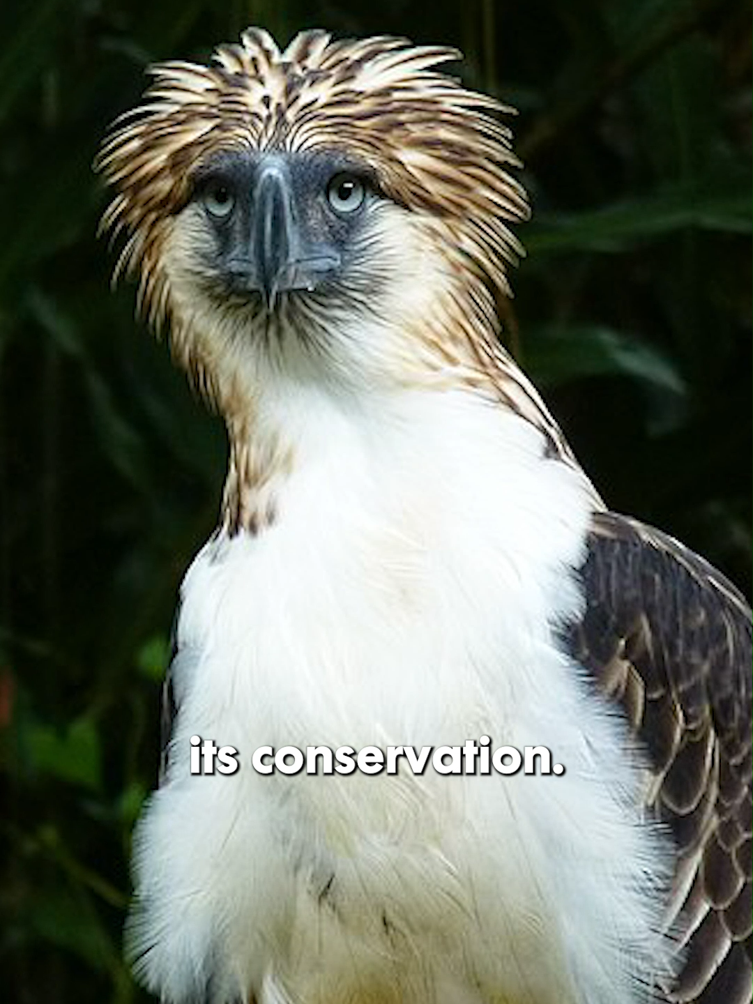 Protect Philippine Eagles RAAHH 🇵🇭 #philippines #filipino #nature #history #newsph #philippineeagle #sad #animals #fyp
