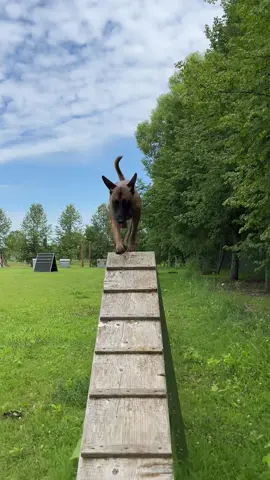 👋🏻 Iepazīsties, tā ir Josie! 🐶 Ar savu kinologu viņi ir kā cimds ar roku. 🧤 Kopā strādā un kopā atpūšas.  Ja arī Tu 🫵🏻 vēlies kļūt par Valsts robežsardzes kinologu, nāc mācīties pie mums 🫡.  Uzņemšana Valsts robežsardzes koledžā notiek līdz 26.jūlijam! #profesija #koledža #kurmācīties #nākotnesprofesija #izglītība #izglītībalatvijā #kinoloģija #kinologs #fyp