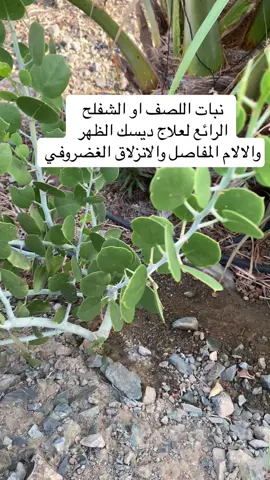الانزلاق الغضروفي 