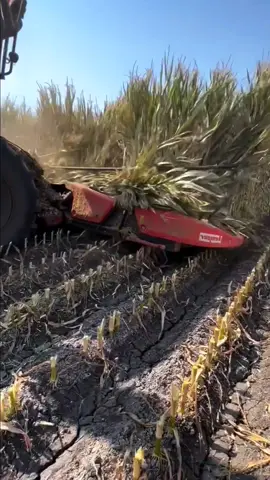 Watching them work is so enjoyable #farming #agriculture #farmingfilm #harvest 