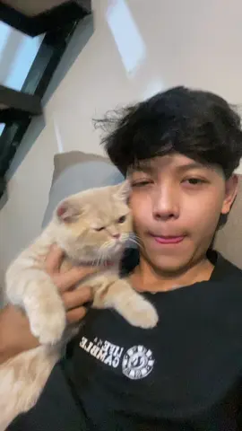 lucu kucing nya apa aku