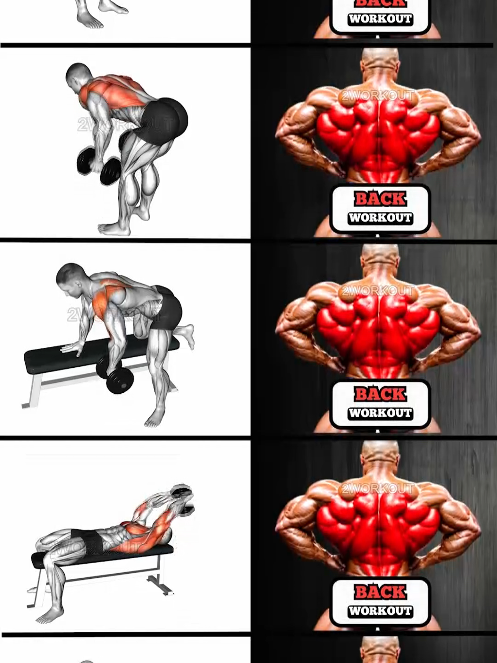 Cobra Back Workout with Dumbbells #2workout #back #backworkout #workout #homeworkout #fitnessmotivation #Fitness #fitnessinspiration #workoutmotivation #fitnessmotivation #fitness #fitnessjourney #strength #bodybuilding