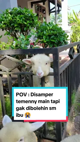 POV : Disamper temennya main tapi gak dibolehin main, hanya liat lewat pager 😭 #jenggalafarm #dombanurut #fyp #jualdombabatur #jualdombamerino #dombamerino 