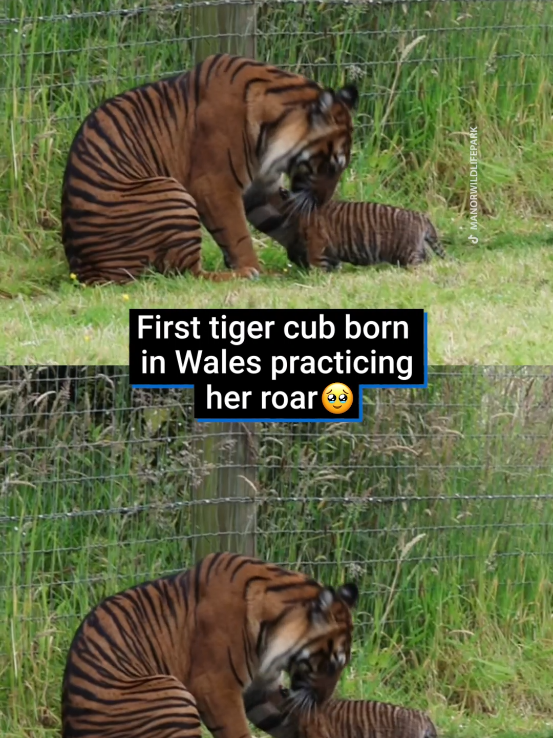 Zaza, the first tiger cub born in Wales, has been practicing her roar 🥺  Sumatran tigers are said to be one of the rarest animals on the planet, and Manor Wildlife Park are working to protect them.  Although he may look cute, I wouldn't suggest petting him 😅  #fy #fyp #tiger #cub #news #Wales #uk #britain #wildlife