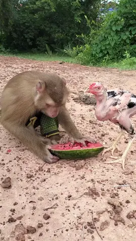 Mr. Monkey eating melon  #monkeys #monkey #monkeysoftiktok #cuteanimals #monkeyvideos #wildlife #cats #nature #animals #monkeyworld #monkeybaby #cute #pets #ape #unitedkingdom #canada #italy #unitedstates #highrpm #london #england #funnymonkey #meme #funnyanimals #funny #foryou #europe #monkeylovers #monkeylife #uk #monkeyshark #monkeymeme 
