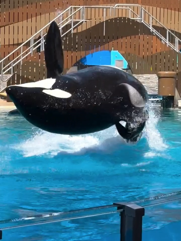 🐬😍SeaWorld Orlando Dolphin Show 😍#orca#dolphinshow #🐀animals#dolphin#shortsfeed #seaworld#10million #shortviral#tiktok#foryou#tiktokviral#tiktokviraltrending