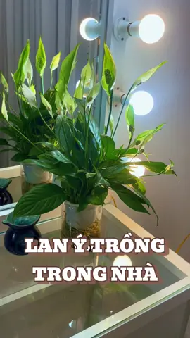 Cá nhân mình thấy cây Lan Ý rất thích hợp để trang trí trong nhà #lany #caytrangtri #mecay