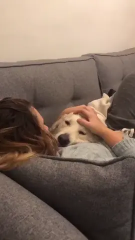 #onthisday #goldenretriever #petlover #adorablepuppy #goldenretrieverlife #retriever #tiktokpets #tiktokdog #retrieverpuppy #goldengirl #goldenretrieverlife 