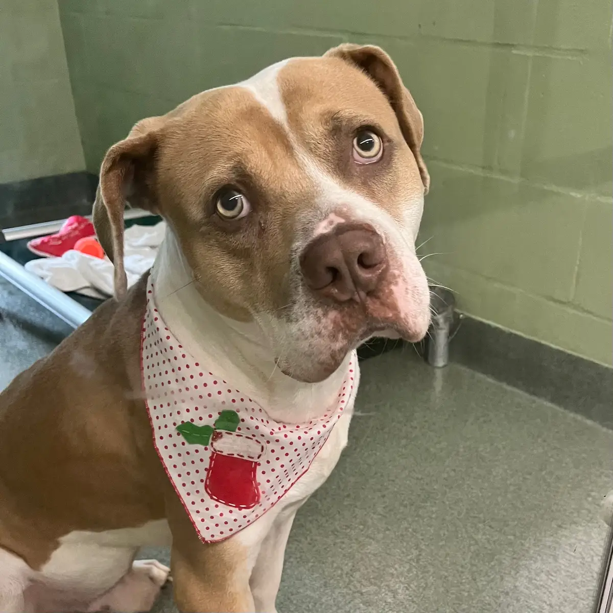 You may be wondering why our pets are wearing holiday bandanas in the middle of July? Well, it’s to remind visitors that even though it is summer, we are always in need of the spirit of giving. Summer is our slowest season for adoptions and donations. While many people are out enjoying summer fun and family vacations, it's easy to forget about your local animal shelter. Unfortunately, rescue work never stops and neither does our need for your help.   If you cannot adopt, we ask that you join us in our Christmas in July donation drive by shopping our shelter's Wishlist and donating to our shelter today. Our animals thank you for it!   Our adoptable pets like Squirt, Rico, and Tiffany appreciate these small pleasures so much! Will you help make their wishes come true?   Join our Christmas in July donation drive by shopping our Wishlist. We especially need durable toys for dogs, scratching pads, calming collars for dogs, Comfort Zone Cat Calmit kits, cardstock, Fancy Feast kitten food, paper towels, Medihoney, heating pads, Opticare eye lube, baby scales, surgery collars, and Nutrical for our clinic. You can find more items we need on our Amazon and Chewy wish lists. These items can be purchased online and shipped directly to our shelter.   Thank you for all you do for the animals. We couldn't do this work without the support of our generous community!   If you are unable to donate, please share our post 🙏   #rescuedog #shelterdog #adoptdontshop #fortlauderdale #florida #dogreels #reels #southflorida #miami #browardcounty #miamidade #dogs #dogoftheday #dogsofinstagram #dogshelter #animalshelter #instadog #instadaily #christmas #christmasinjuly #please #pleasehelp #joy #christmasinjuly #donationdrive #fundraiser  