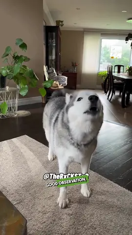 When your Husky @Kona wants to have a serious conversation with you. Another hilarious RxCKSTxR Comedy Voice Over!  #husky #funnyvideos #funnypets #talkingdogsoftiktok #therxckstxr #rxckstxrvoiceovers #rxckstxr #funnyanimals #voiceover #talkingdog #doglovers 