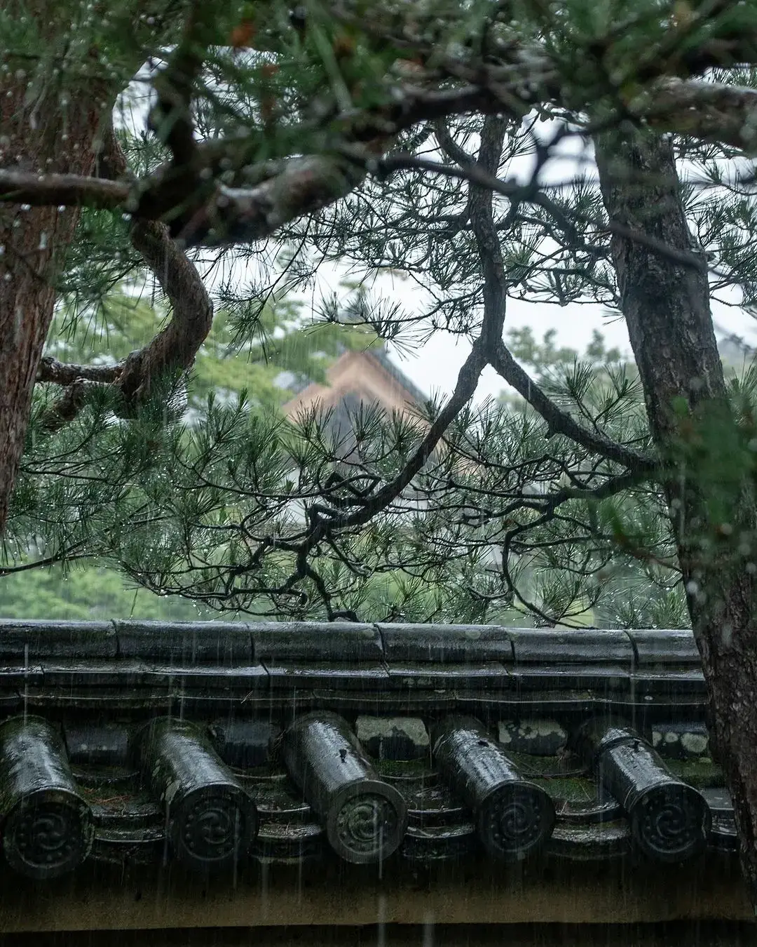 #japan #japanese #foryoupage #traveltiktok #temple #kyotojapan #myoshinjitemple #keishunin #photography #japan2024 