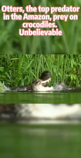 Otters, the top predator in the Amazon, prey on crocodiles. Unbelievable #Otter # crocodile # Cougar # jaguar # leopard # Python # Amazon #animal #animals #animalworld #animaltiktok #foryoupage #fpy 