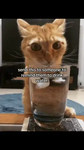 drink water bro #fyp #catmeme #relatable #meme #catsoftiktok #couple #Relationship #friendship 