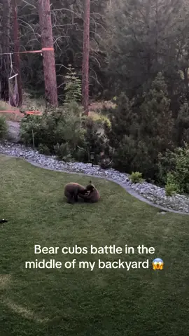 What would you do if 3 bears walked into your backyard?  #bears 