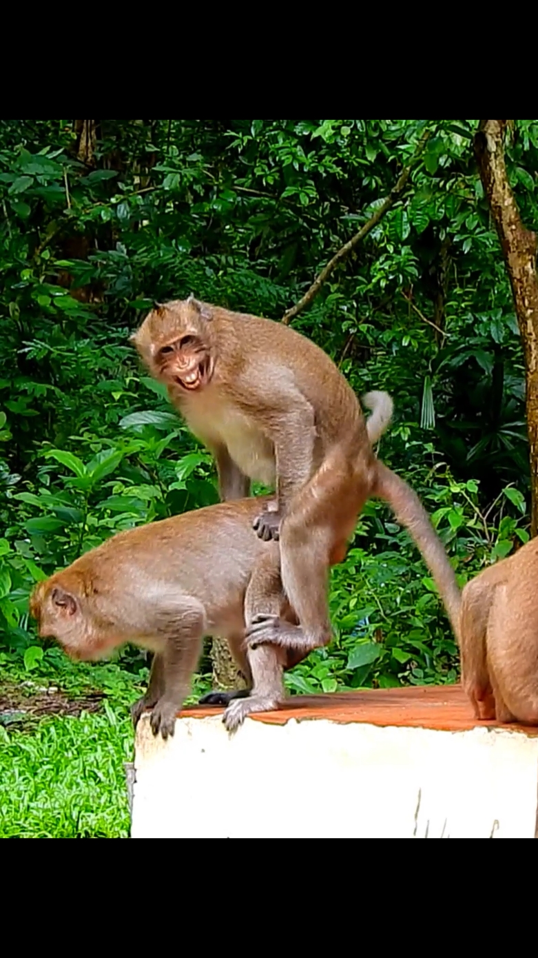 Don't move beware falling together  #animals #monkeyvideo #funnymonkey 