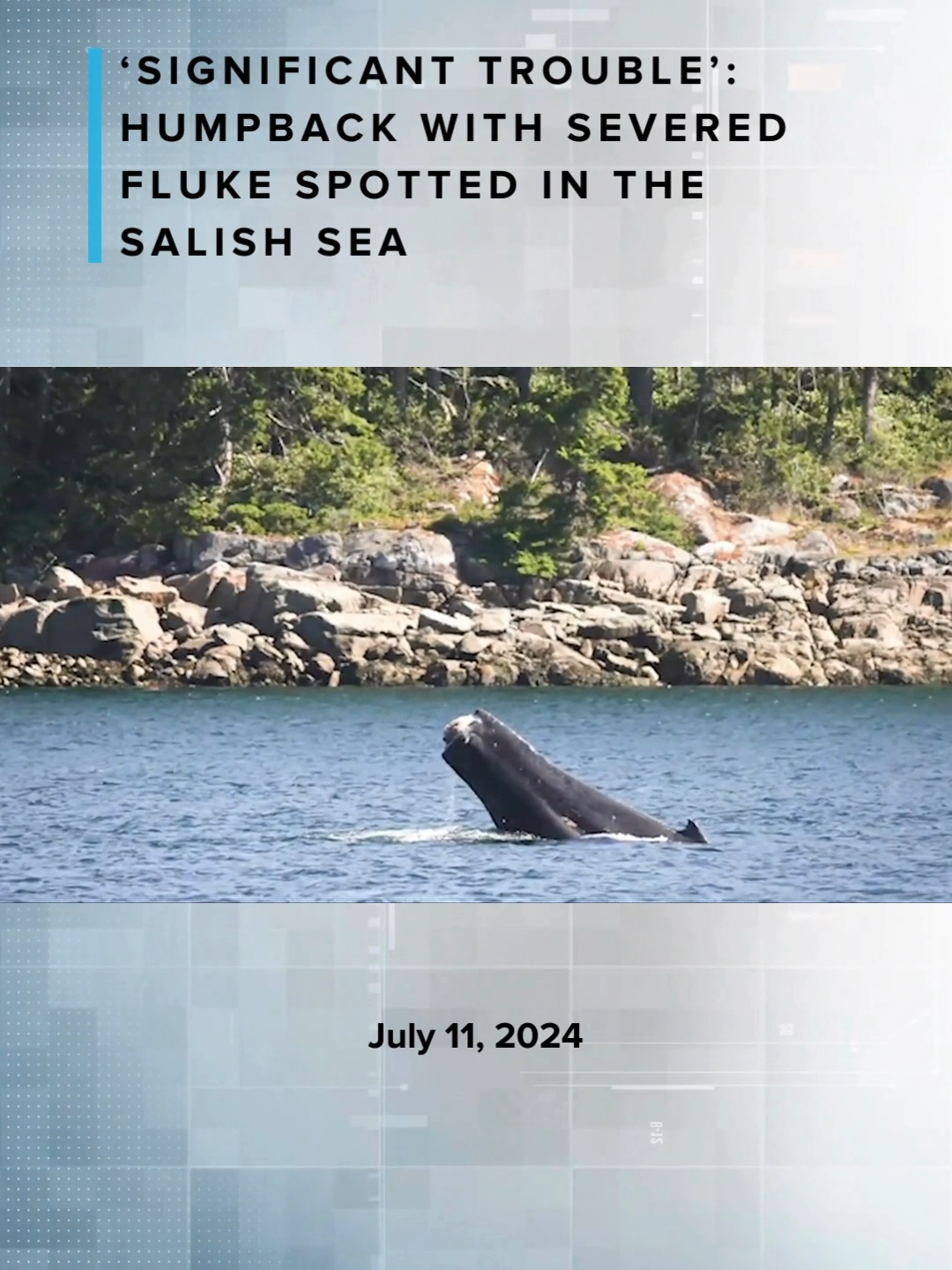 A group of whale watchers recently spotted a humpback missing its tail, or fluke, near Blind Channel northeast of Campbell River. The humpback is nicknamed ‘Catalyst’ by the Marine Educations & Research Society (MERS). The injured humpback was first detected in the Klemtu area on July 5, and then in Blind Channel. MERS communication director Jackie Hildering says she and MERS’ extensive research team are fairly certain the fluke fell off due to netting. #News #LocalNews #CHEKNews #CampbellRiver #VancouverIsland #BC #BritishColumbia #Canada #SalishSea #Humpback #HumpbackWhale #Whale #InjuredWhale #InjuredAnimal #FisheriesAndOceansCanada #DFO