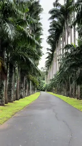 📍Royal Botanic Gardens 🇱🇰 #royalbotanicgardens #kandy #srilanka #travel #fyp #fy #fypシ゚viral #trending 