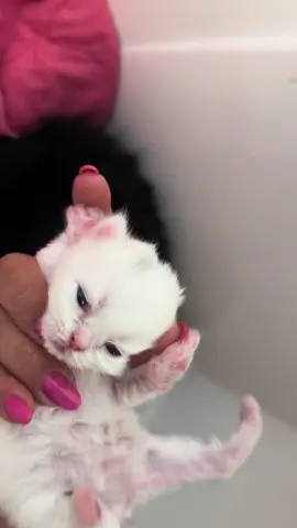 O que nasceu por ultimo, abriu o olho primeiro e o que nasceu primeiro, ainda está abrindo o olho😅 #gatinha #filhotes #sinopmt #gato #gata 