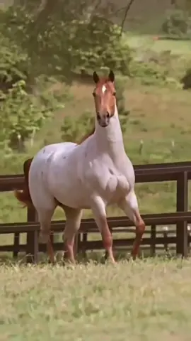 #ana horse #лошадь #horse #cavalo #конь #lovhorse❤️ #caii #horseriding #viraltiktok #caballos #🐎 #❤️ 