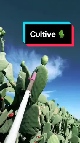 Cultive de cactus 🌵😋 #agriculture #nature #cuisine #apprendresurtiktok #pourtoi #tiktokfrance 