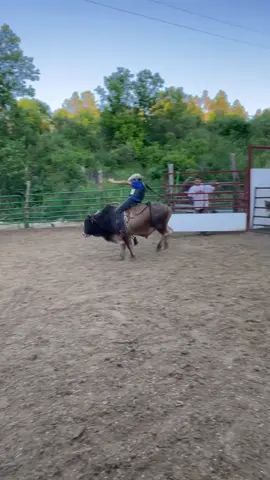 The last Bull riding practice with the boys on some badass mini’s from metcalf mini bulls #rodeo #bucking #buckingchute #cowboy #wester #fyp #fypシ゚viral #fypage #riding #bull #bucking #win #dad #dadsoftiktok 