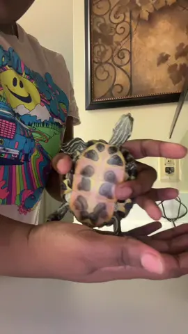 ion think yo turtle fw mines @Tr33zie 😭😭😭😭😭😭 #fypage #fyp 