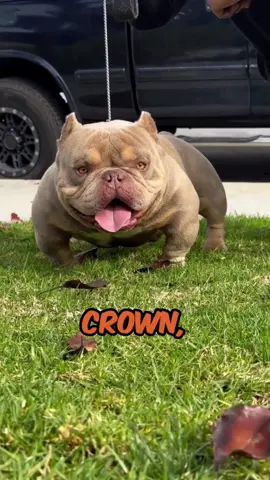 Crown 🐾 exotic bully  🏠Owner @goldenlinebullys_ceo  If you’re interested in content like this & collaborating with us  Drop us a DM @pawpointuk  ➖ ➖ ➖ #americanbully #americanpocketbully #exoticbully #exoticbullies 