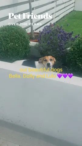 #dogsoftiktok #fyp#jackrussellterrier #chi#TrueLove@Michael Barrymore @lawrencetiktok90 
