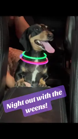 Night out with the weens! 🚗🍦#weeniedog #dacshund #sonic #foryou #wagcup #dogsoftiktok #dog