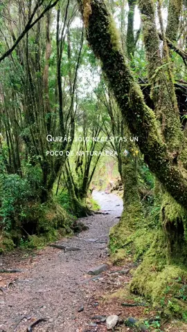 Y Recibiendo mucho más de lo que andabas buscando ✨🫶🏼🏔️ Conectate con la naturaleza! #conectate #surdechile #turismo #chile #nturaleza #frasesmotivadoras #vregion #huilohuilo #mundoverde 