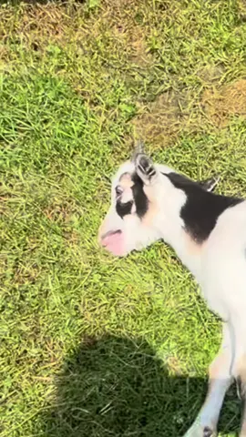 Scaring Fainting Goats #goat #goats #goat🐐 #faintinggoats #farm #farmanimals #animals #entertainment #fypシ゚viral #viral #funny #goatscream #faint #comedy 