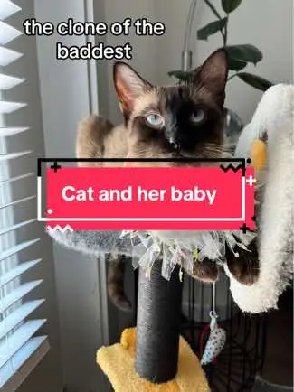 My cat and her mini me  . . . #catsoftiktok #siamesecat #cats #fyppppppppppppppppppppppp #fypシ゚viral #funnycat #clone #catbirth #birthday #motherdaughter #cutecat #kittensoftiktok #twins cat videos 