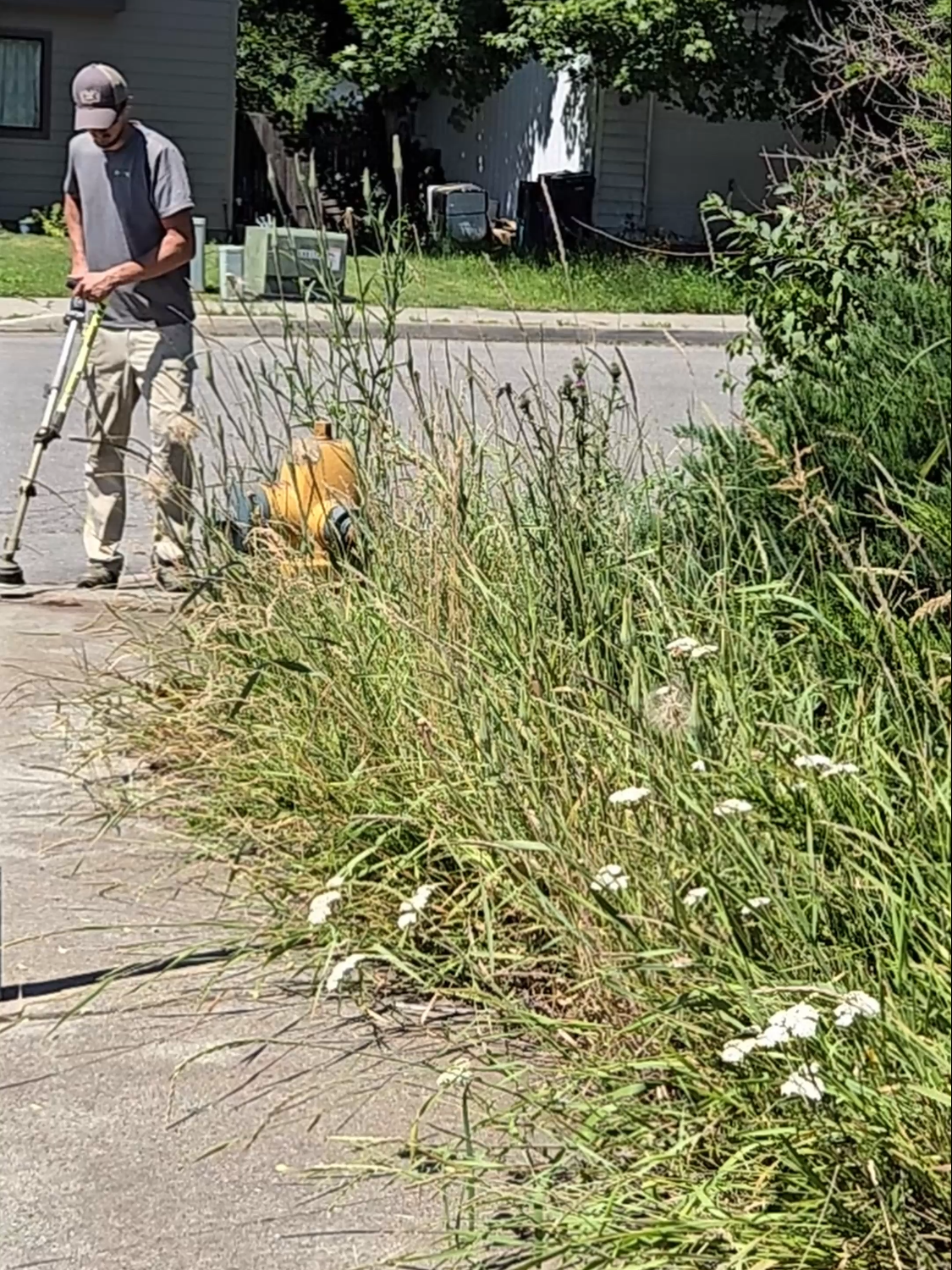 Tall Grass Cutback 🌿 #lawncare #satisfying #fyp