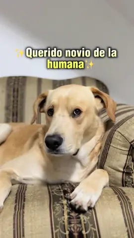 Atención ✨NOVIOS✨ de las humanas 👩🏻 #perros #perritos #perrostiktokers #perrosdivertidos #perrosbonitos #paratii #foryou 