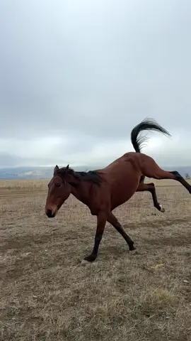 Replying to @amy denton #lookwhatyoumademedo #horsesoftiktok #runninghorse #slowmo 