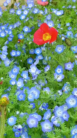 beautiful flower#美しい花 #日本の風景 #hoa #꽃 #ดอกไม้ #ดอกไม้ #ផ្កា #花  @Zun Flowers🌸  @Zun Flowers🌸  @Zun Flowers🌸 