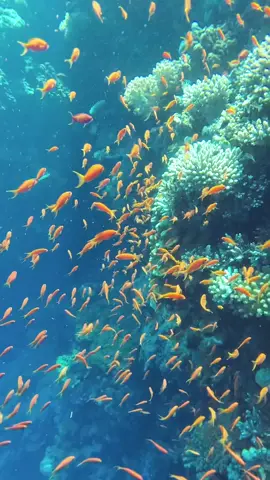 The Magic of dahab 🌊✨ #fypシ #viral #explorepage #ocean #sea #dahab #tiktok 